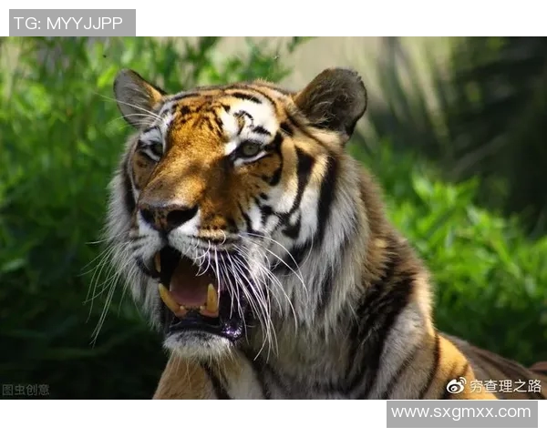 老虎大学与美洲虎的精彩对决谁将赢得最终胜利